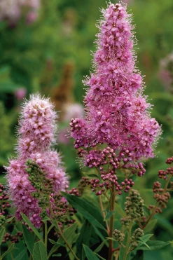 Klasespirea Barrotad><noscript><img width=
