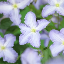 Klematis 'Blue Angel'>Omnia garden Outlet