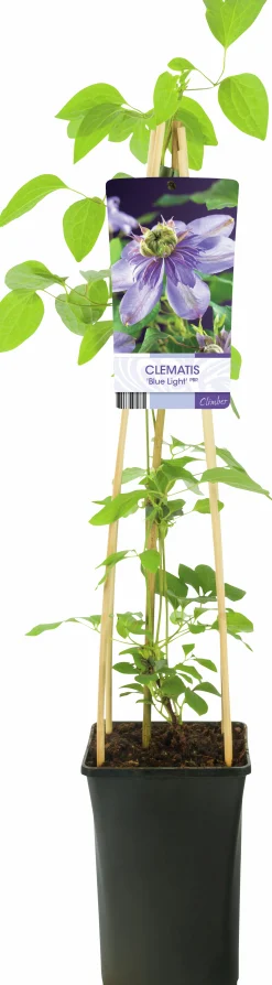Klematis 'Blue Light'>Omnia garden Clearance