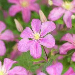 Klematis 'Comtesse de Bouchaud'>Omnia garden