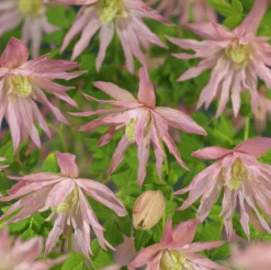 Klematis 'Country Rose'>Omnia garden Sale