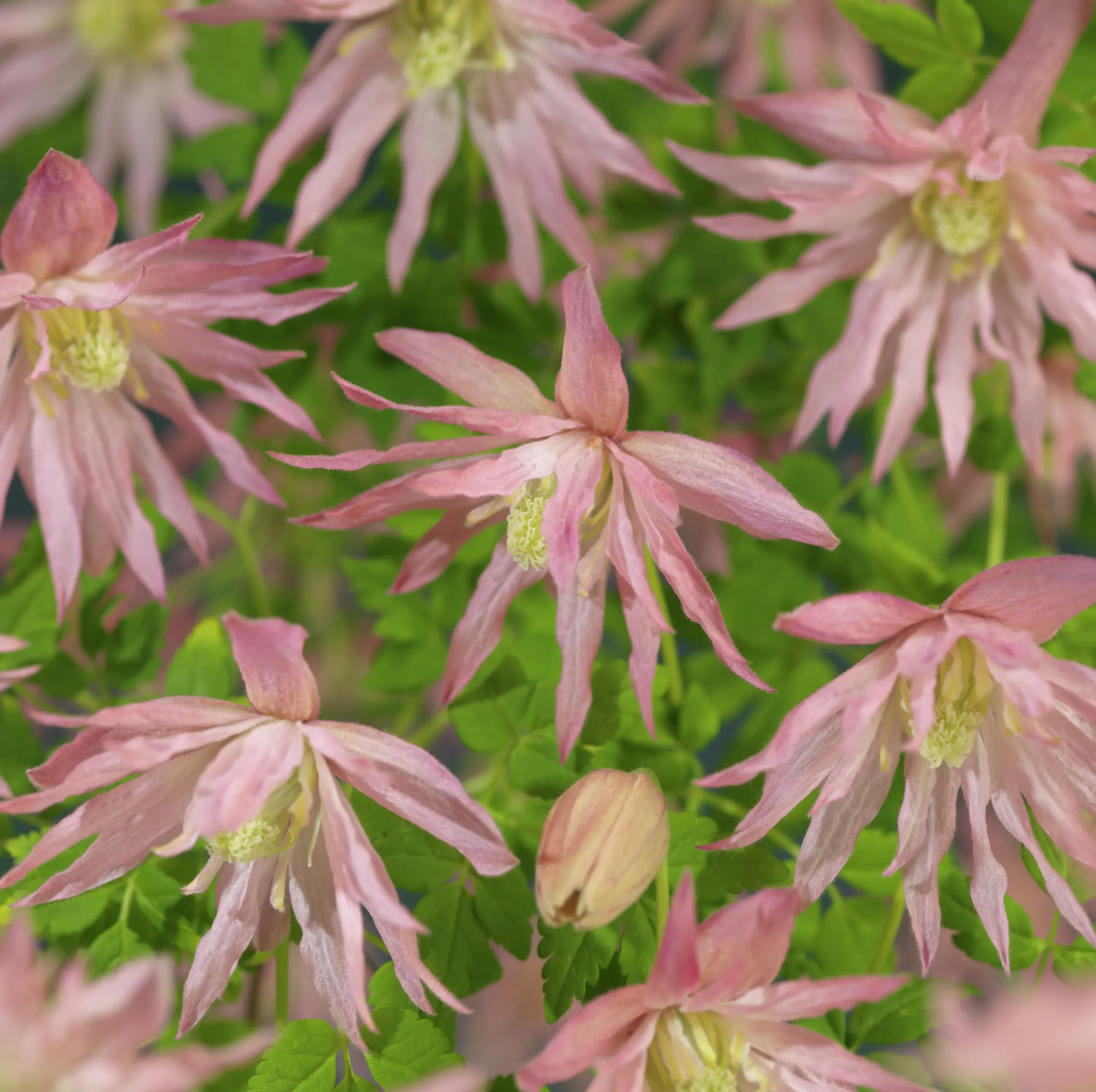 Klematis 'Country Rose'>Omnia garden Sale