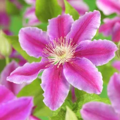 Klematis 'Dr Ruppel'>Omnia garden Outlet