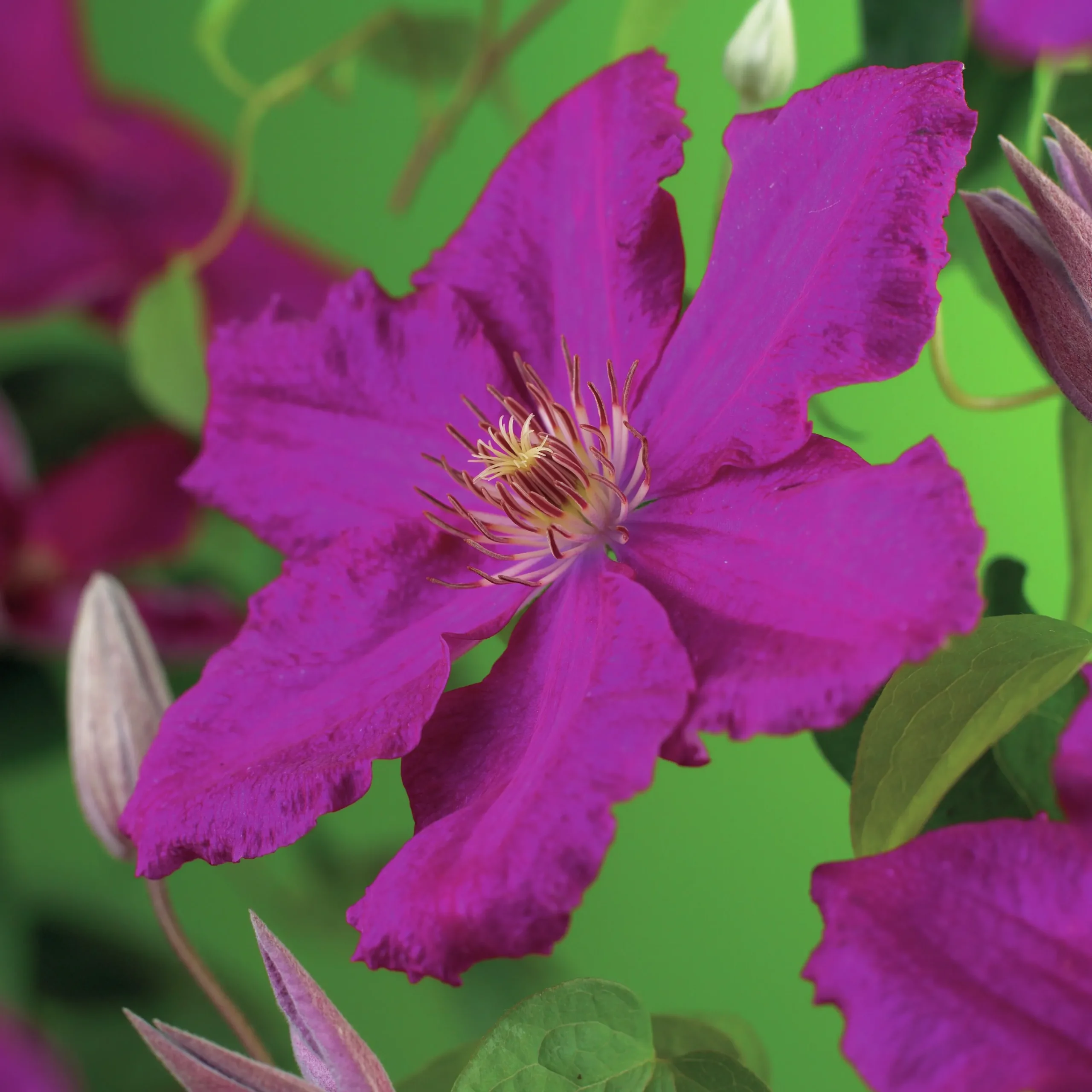 Klematis 'Ernest Markham'>Omnia garden Discount