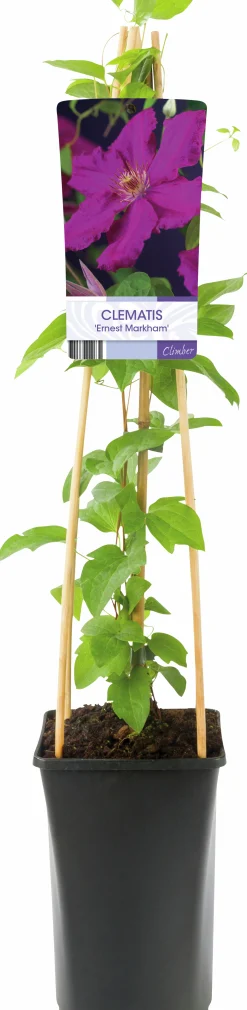 Klematis 'Ernest Markham'>Omnia garden Discount
