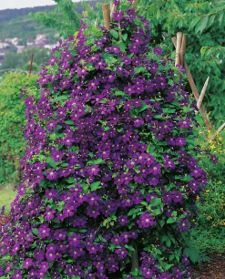 Klematis 'Etolie e'>Omnia garden Online