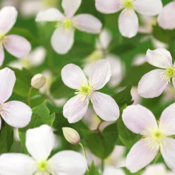Klematis 'Fragrant Spring'>Omnia garden Hot
