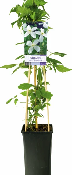 Klematis 'Grandiflora'>Omnia garden Clearance