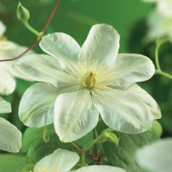Klematis 'Guernsey Cream'>Omnia garden Sale