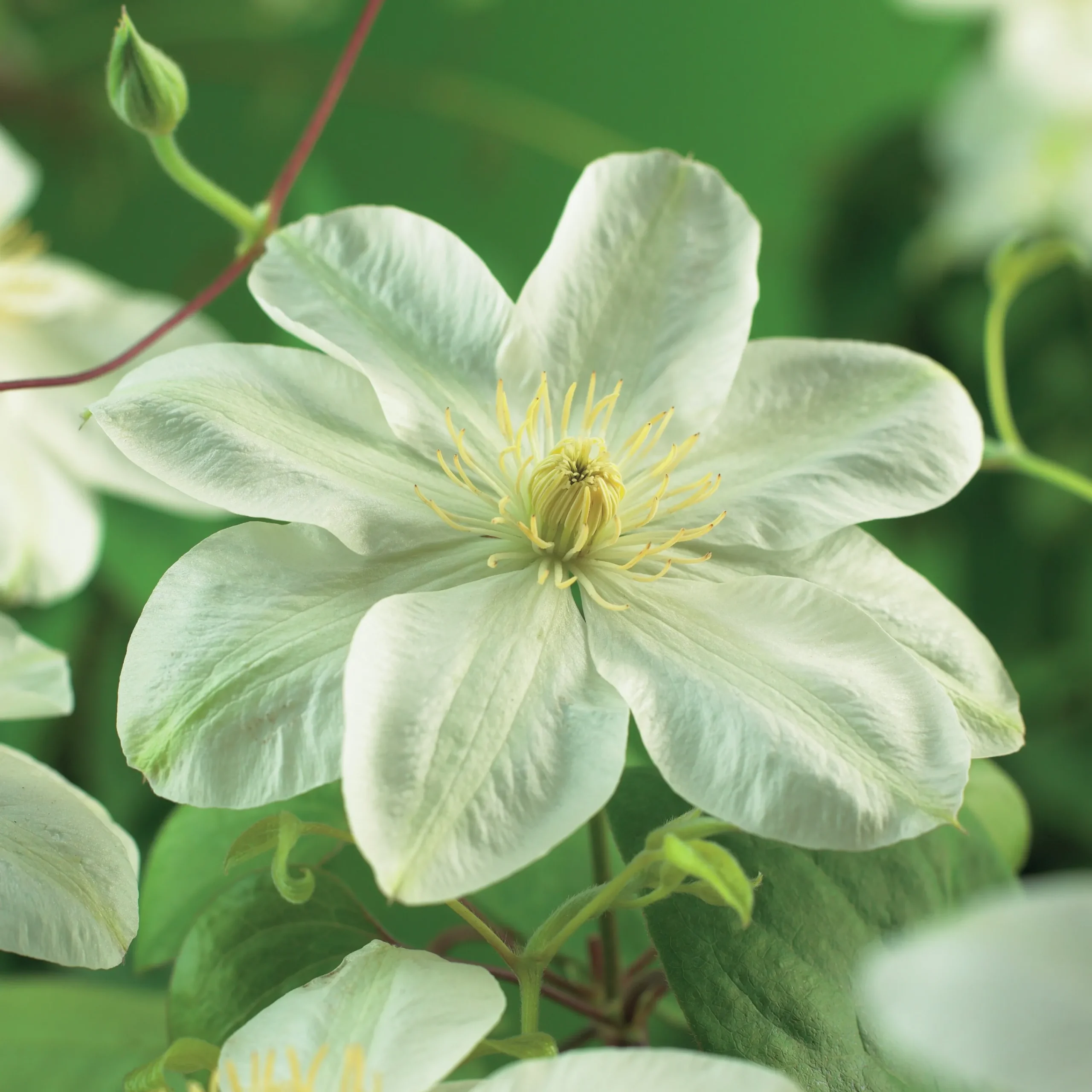 Klematis 'Guernsey Cream'>Omnia garden Sale