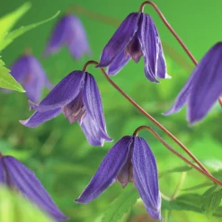 Klematis 'Helsingborg'>Omnia garden Sale