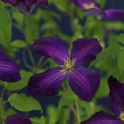 Klematis 'Jackmanii Purpurea'>Omnia garden Discount