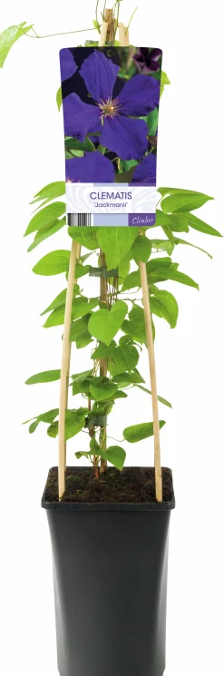 Klematis 'Jackmannii'>Omnia garden Clearance
