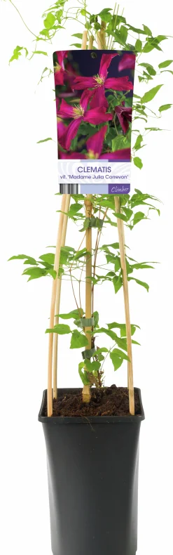 Klematis 'Madame Julia Correvon'><noscript><img width=