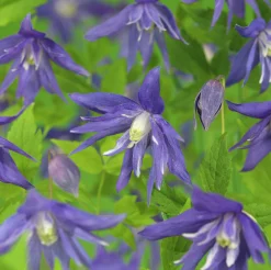 Klematis 'Maidwell Hall'>Omnia garden Best