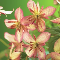 Klematis 'Marjorie'>Omnia garden New