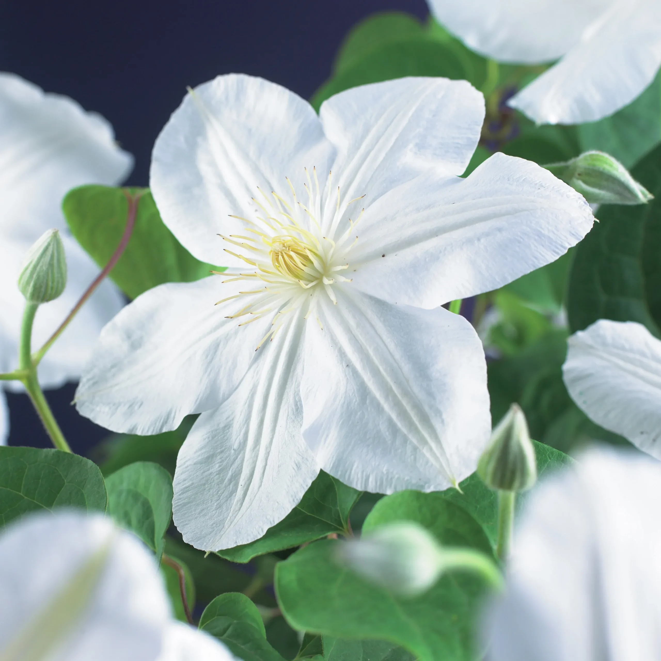 Klematis 'Mevrouw le Coultre'>Omnia garden Sale