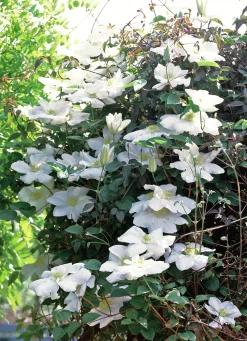 Klematis 'Mevrouw le Coultre'>Omnia garden Sale
