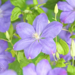 Klematis 'Mrs Cholmondeley'>Omnia garden Clearance