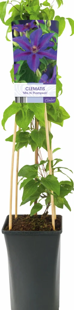 Klematis 'Mrs N. Thompson'>Omnia garden Clearance