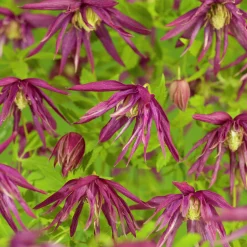 Klematis 'Octopus'>Omnia garden Discount
