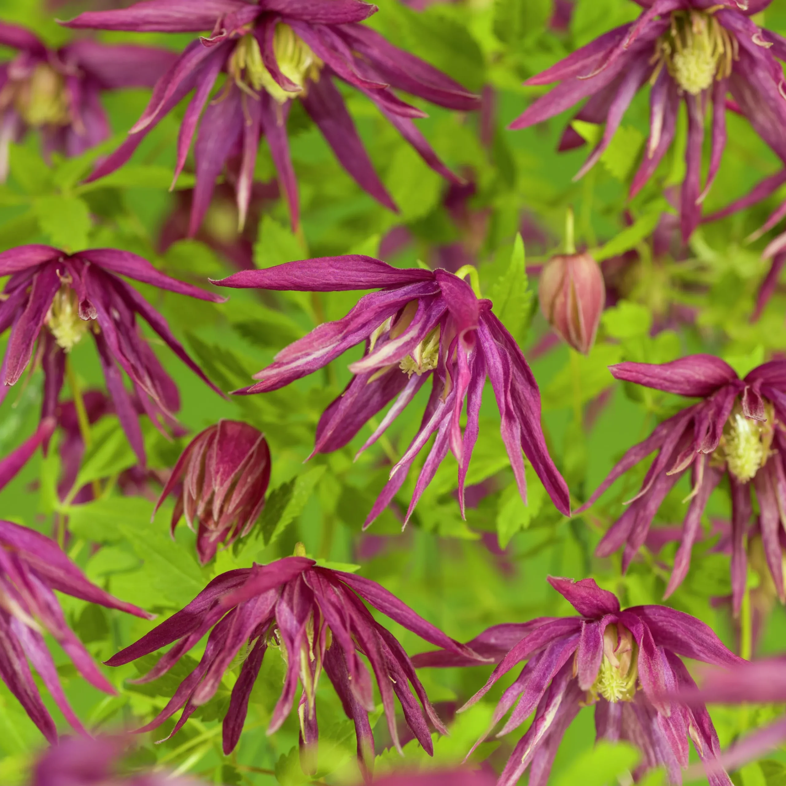 Klematis 'Octopus'>Omnia garden Discount