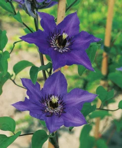 Klematis Patens 'Köningskind'><noscript><img width=