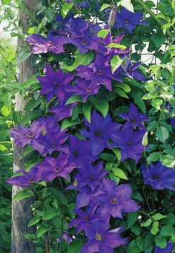 Klematis Patens 'The President'>Omnia garden Online