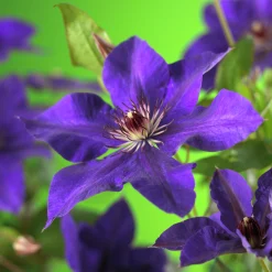 Klematis Patens 'The President'>Omnia garden Online