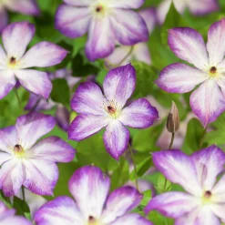 Klematis 'Pernille'>Omnia garden Best