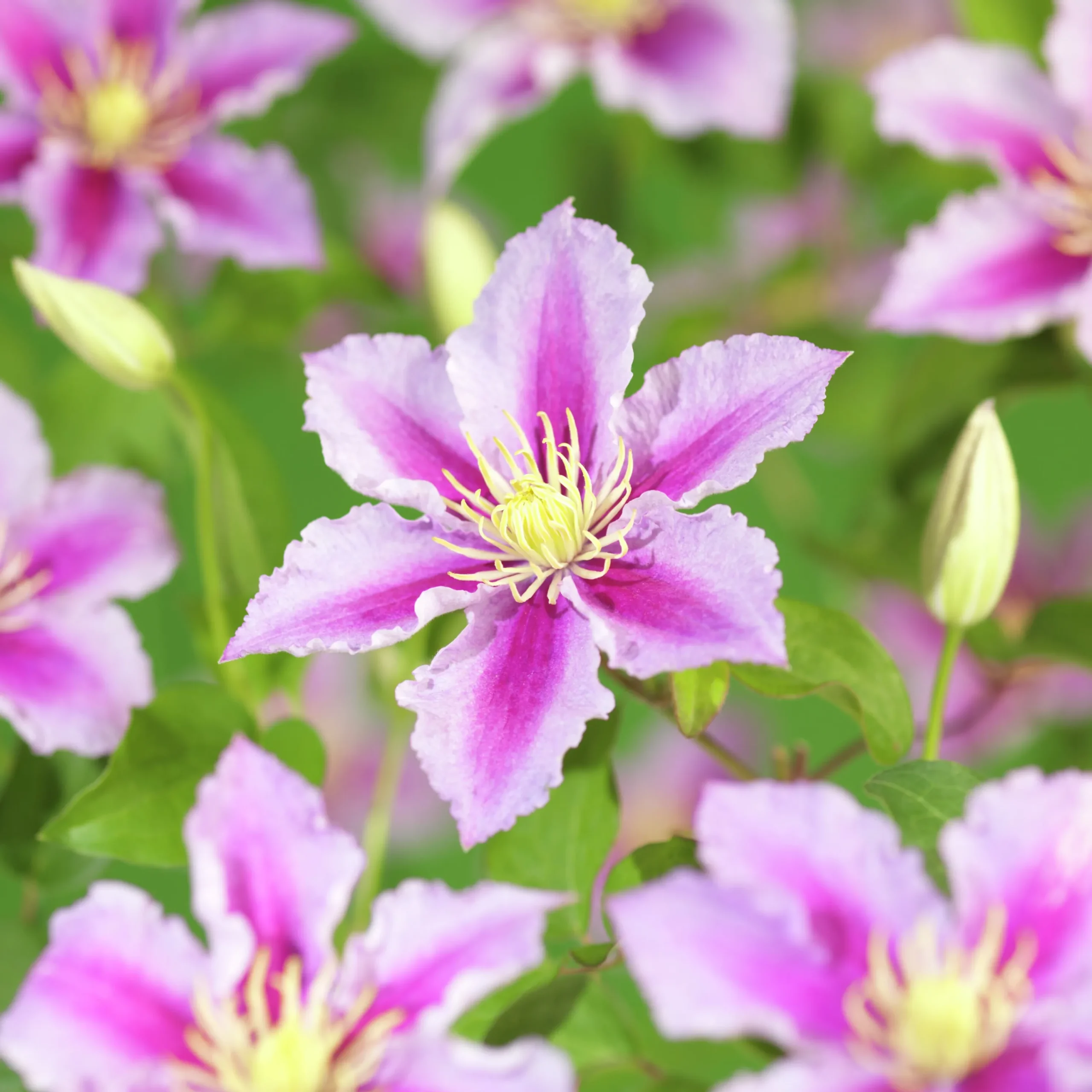 Klematis 'Piilu'>Omnia garden Online