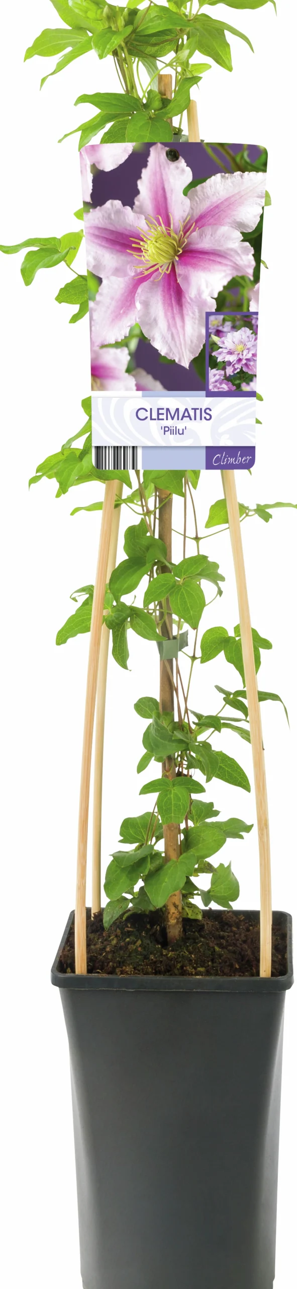 Klematis 'Piilu'>Omnia garden Online
