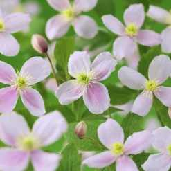 Klematis 'Pink Perfection'>Omnia garden Clearance