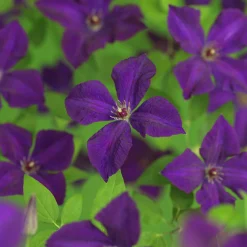Klematis 'Polish Spirit'>Omnia garden Outlet