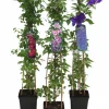 Klematis Pyramid Mix>Danblumen New