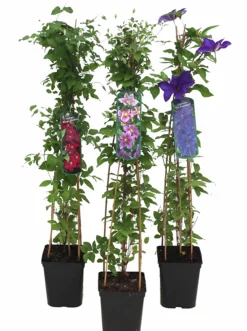 Klematis Pyramid Mix>Danblumen New