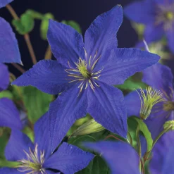 Klematis 'Rhapsody'>Omnia garden New