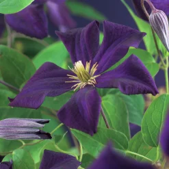 Klematis 'Romantika'>Omnia garden Sale