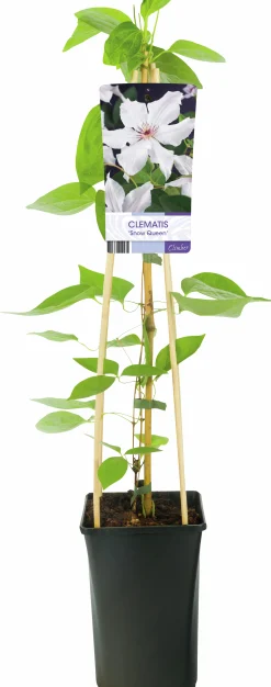 Klematis 'Snow Queen'>Omnia garden New