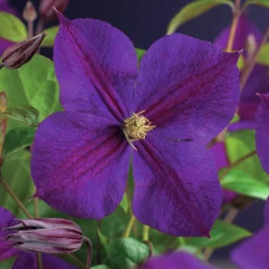 Klematis 'Star of India'>Omnia garden Hot
