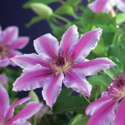 Klematis Storblommig 'Nelly Moser'>Omnia garden New