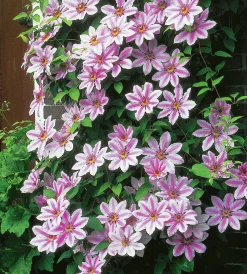 Klematis Storblommig 'Nelly Moser'>Omnia garden New
