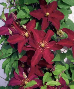 Klematis Storblommig 'Niobe'>Omnia garden New