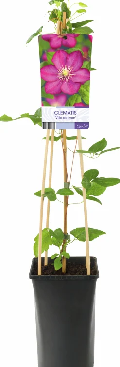 Klematis 'Ville de Lyon'>Omnia garden Outlet