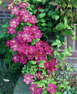 Klematis 'Ville de Lyon'>Omnia garden Outlet
