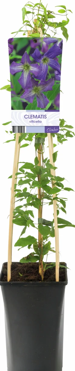 Klematis Viticella 'Blå'>Omnia garden Outlet