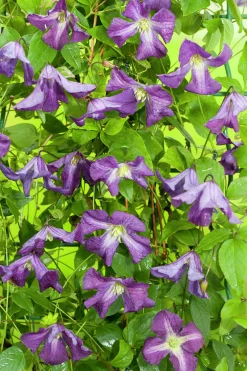 Klematis Viticella 'Blå'>Omnia garden Outlet