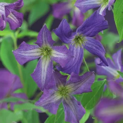Klematis Viticella 'Blå'><noscript><img width=