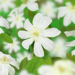 Klematis 'Wada's Primrose'>Omnia garden Discount
