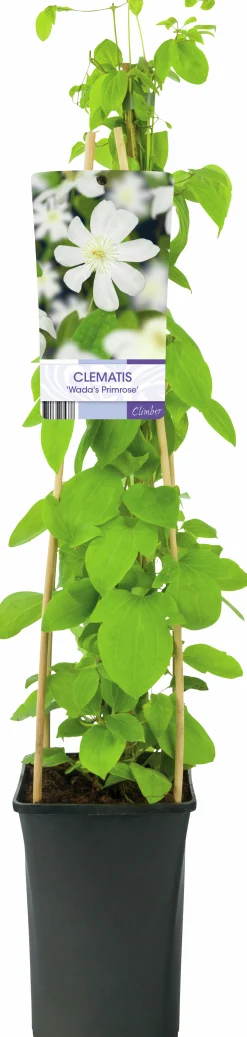 Klematis 'Wada's Primrose'>Omnia garden Discount